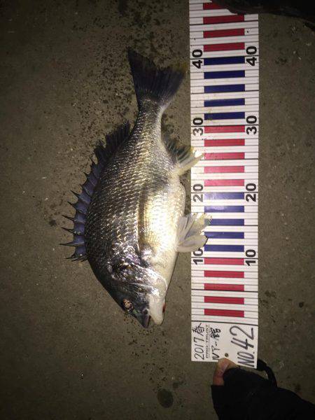 リバーチニング@国分川