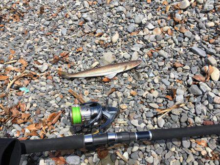 大里松原海岸 エソだけは裏切らない②