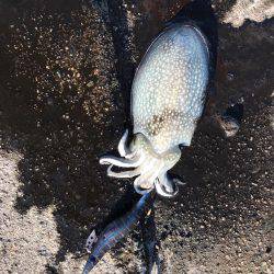 コウイカに初挑戦