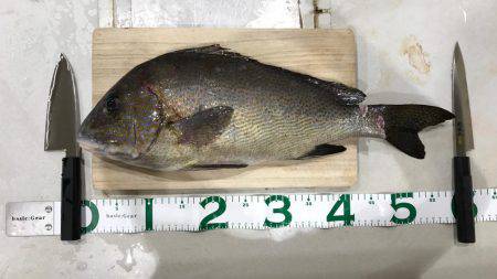 初沖磯・初フカセ