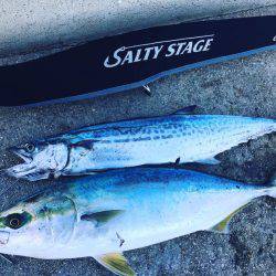 いつも通りのサイズ