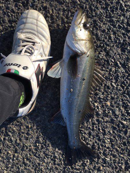 エビ撒きでイェーーイ