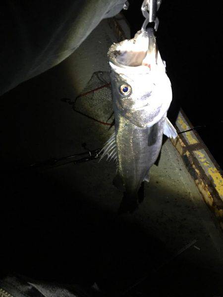 ランカーシーバス