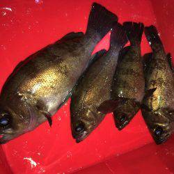 お手軽ライトゲーム  メバリング