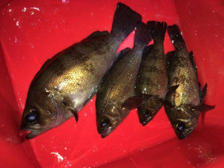 お手軽ライトゲーム  メバリング