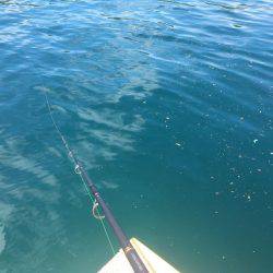 昨夜のリベンジ