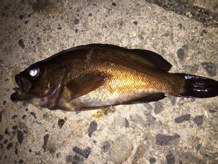 潮が悪かったか？