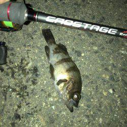 この日も好調メバリング