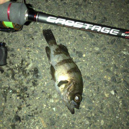 この日も好調メバリング