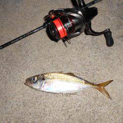 今シーズン初アジゲット