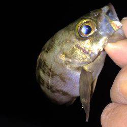 ちょいメバリング