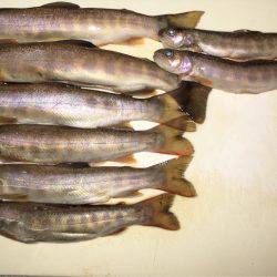 荘川支流でネイティヴトラウト