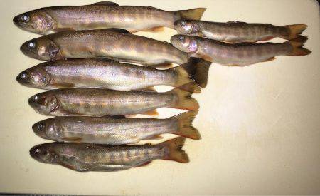 荘川支流でネイティヴトラウト