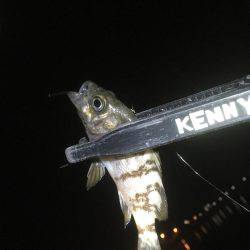 まさかの大物！！！