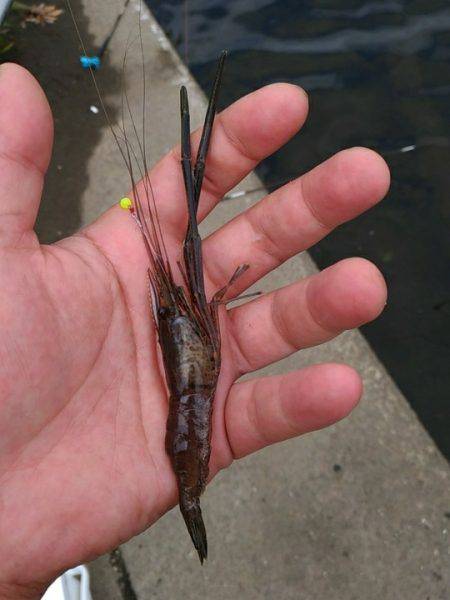 テナガエビ釣行in矢上川