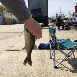 またまたエビ撒き