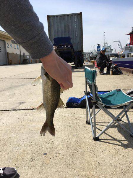 またまたエビ撒き