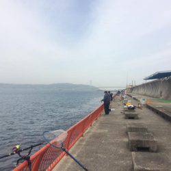 小さいけどやっと今期初の明石鯛!