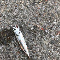 アジング勉強中！