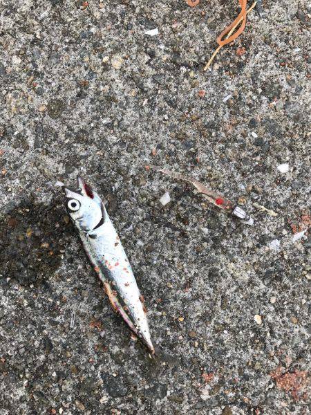 アジング勉強中！