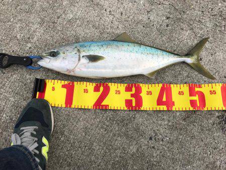 ルアーフィッシングで。。。