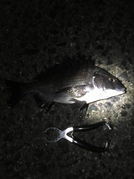 天橋立近辺でメバリング、のはずが…