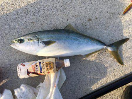 ショアジギング