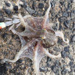 わぉ!コダコかぁ〜〜(≧∀≦)