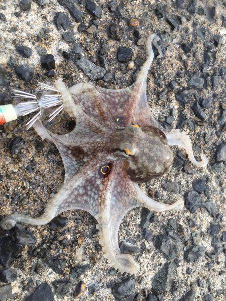 わぉ！コダコかぁ〜〜(≧∀≦)