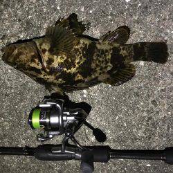 タケノコメバル