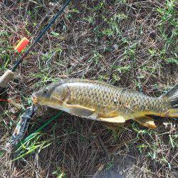 初めてのカープフィッシイング