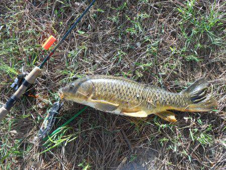 初めてのカープフィッシイング