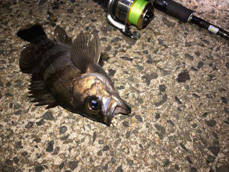 久々のライトゲーム