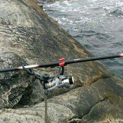 ヤエンでアオリイカ