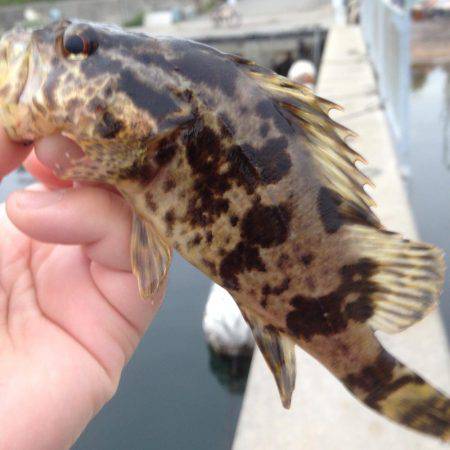 垂水漁港で大潮の朝まづめ！！ガシメバリング！！