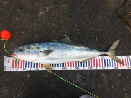 ブルーランナー