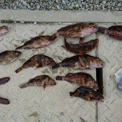 ガシラ&メバル釣行