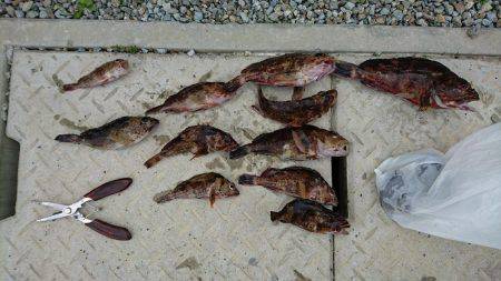 ガシラ&メバル釣行