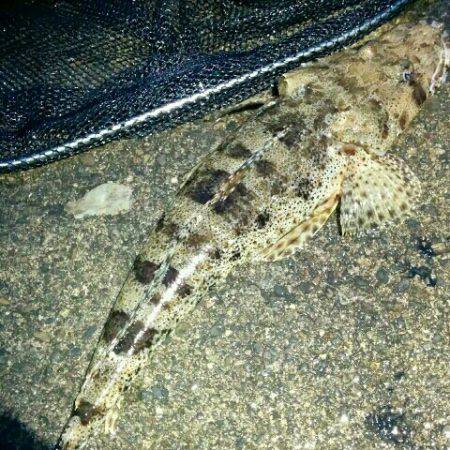 ウツボと思いきや