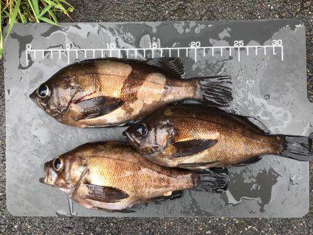 メバル  近藤丸  エサ釣り  シラサエビ…