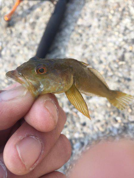 アイナメ釣れました！