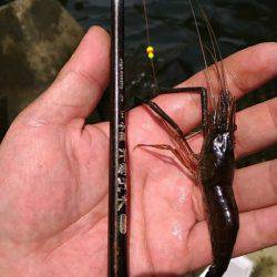 テナガエビ釣行in多摩川