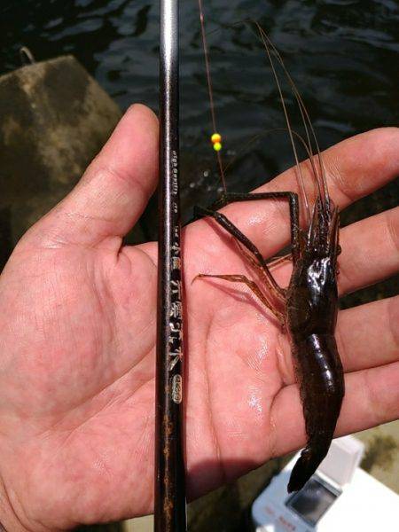 テナガエビ釣行in多摩川