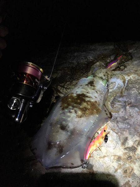 初春イカ♪初キロUP