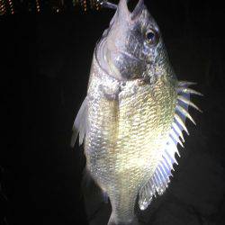 シーバス狙いでキビレ