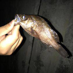 最近‥メバルがめっきり減ってきた!!