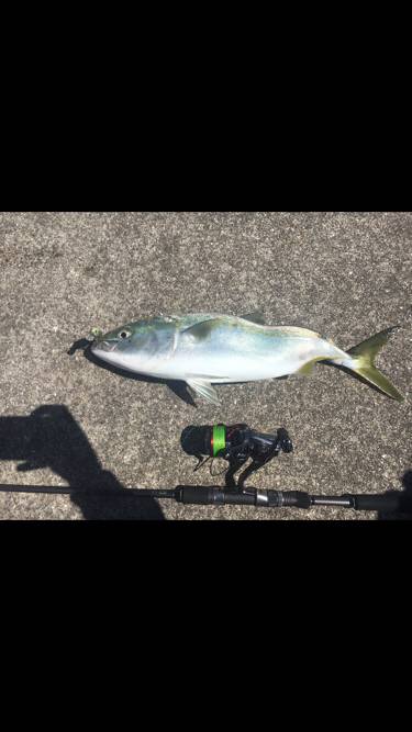 シーバス狙いでまさかのハマチ！！