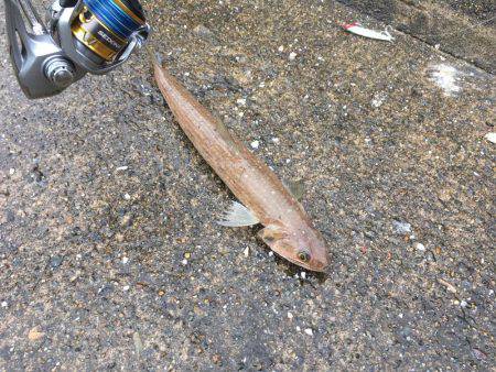 リールテスト！セドナ3000