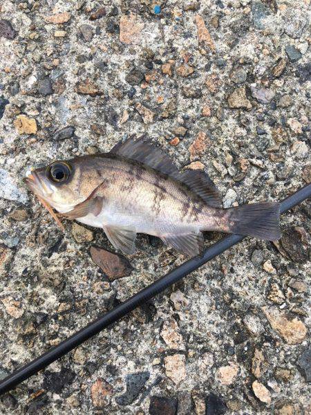 アジ釣れず．．．