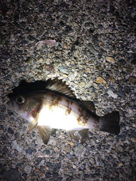 アジングリベンジ